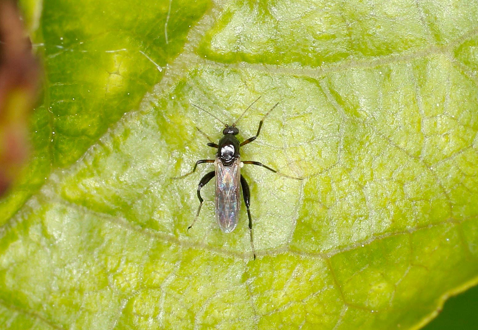 Ceratopogonidae ID